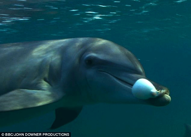 Delfin mit Kugelfisch