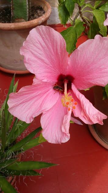 Hibiskus