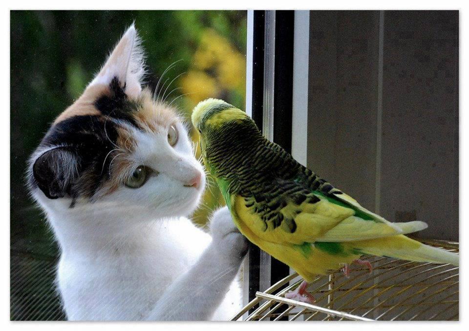 Die schönsten Tiere/Tierbilder der Welt tierbilder4