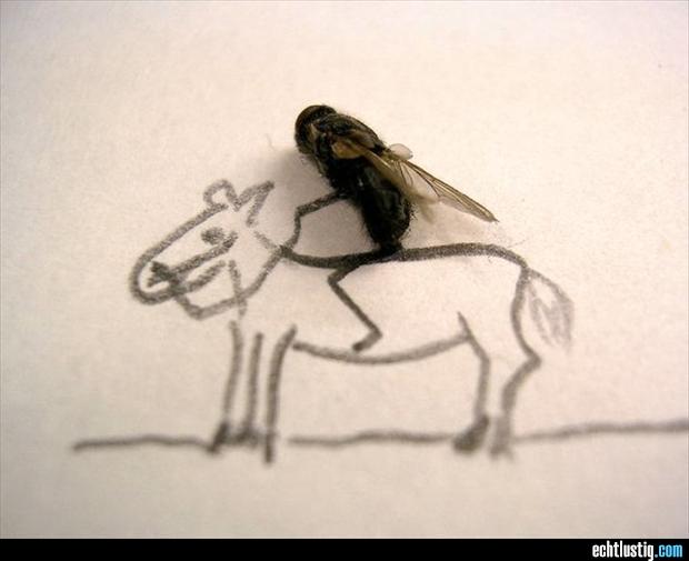 Bilder-Thread fliege
