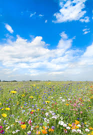 blumenwiese