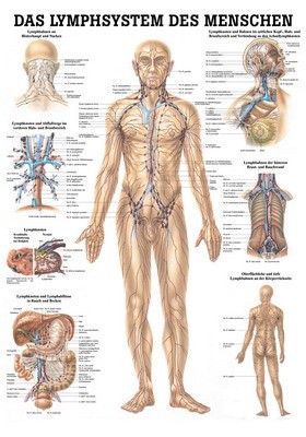 Anatomie