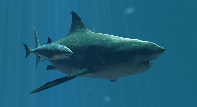 megalodon-vs-great-white-shark