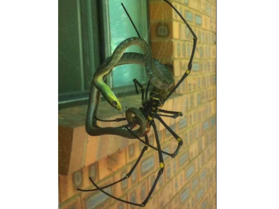 Spinne gegen Schlange