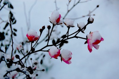 Rosen im Schnee....