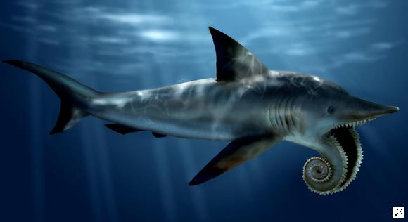 Helicoprion