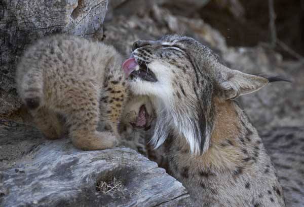 Die schönsten Tiere/Tierbilder der Welt tierbilder2
