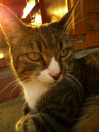 Abendkatze 012