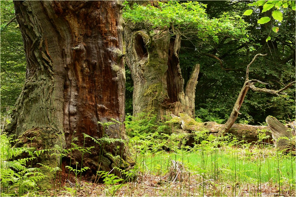 Bilder-Thread Reinhardswald im Mai