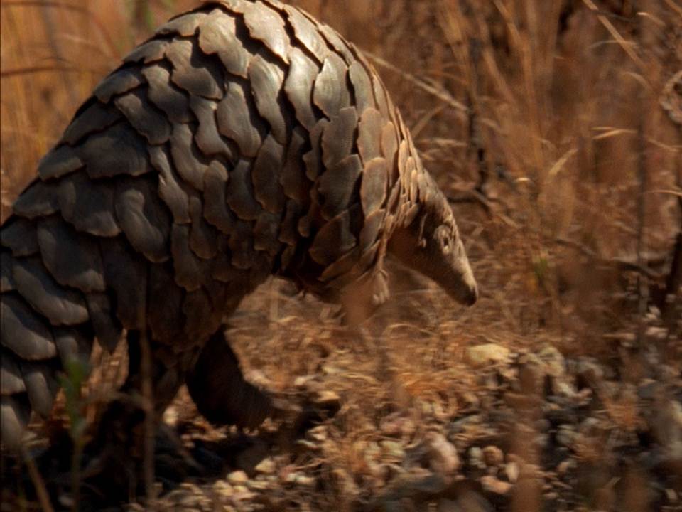 Pangolin walk