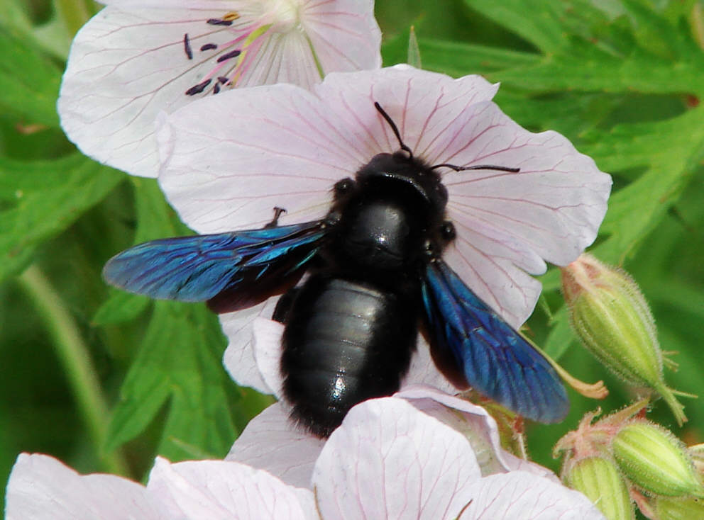 Xylocopa violacea-1