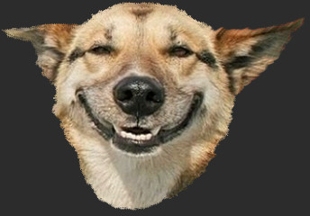 dogsmile