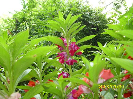 balsaminchen 2