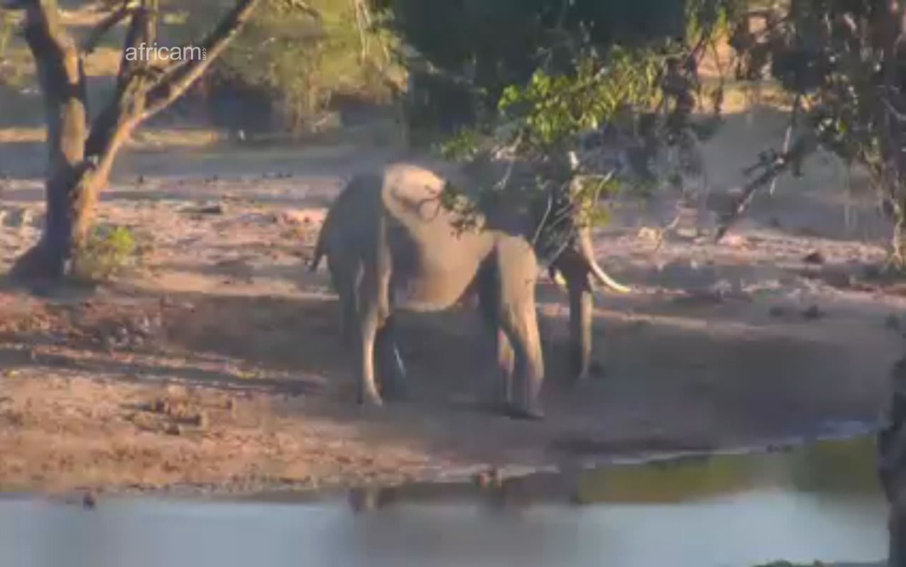 Elefant am Wasserloch Tembe