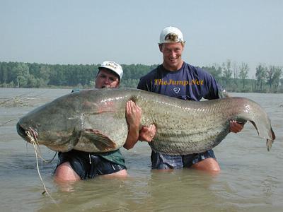 wels-catfish