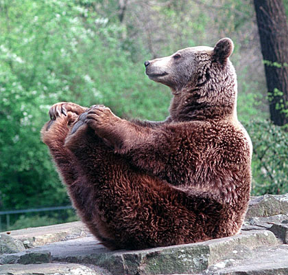 portrait baer 01 g