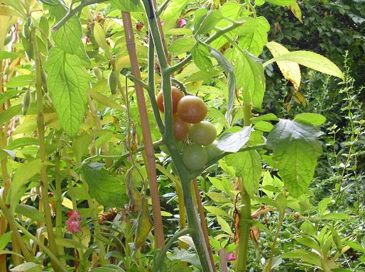 balkonkastebtomate
