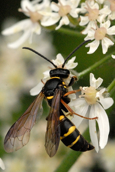 Argogorytes mystaceus - lindsey