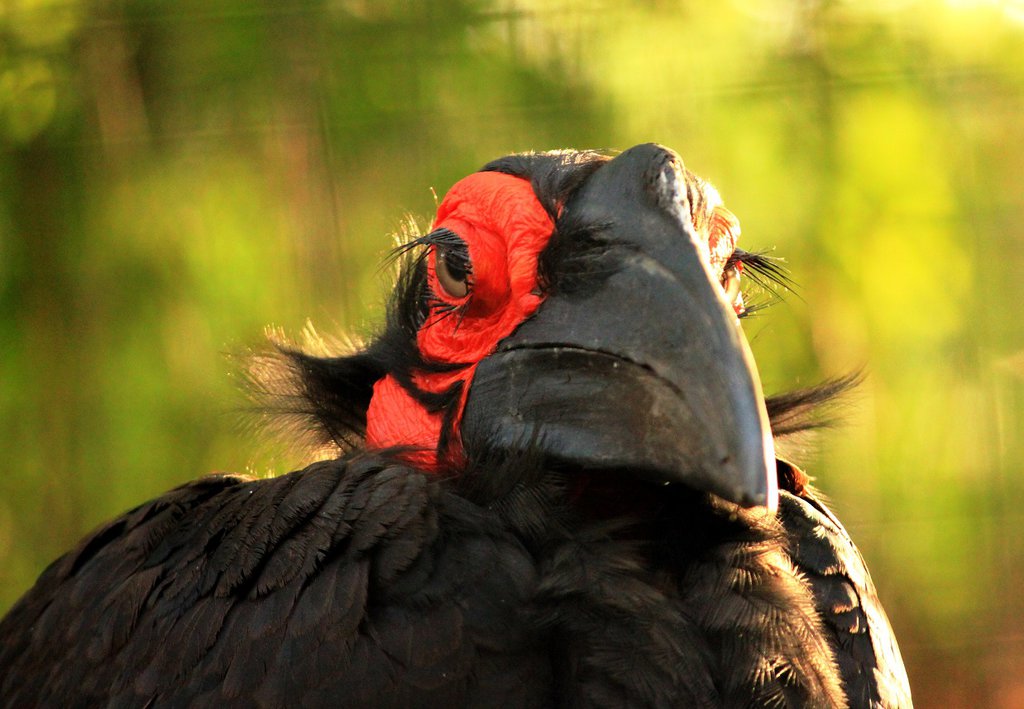 Bilder-Thread skeksis by misgaeroten-d6u2tl8