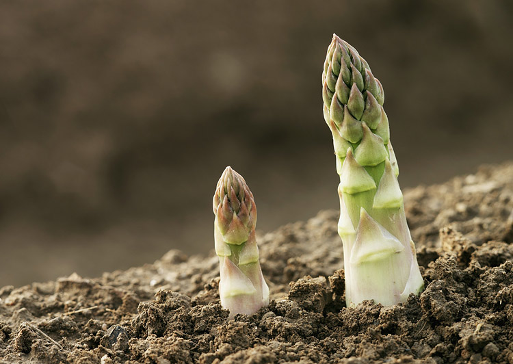 gruener-spargel-gross