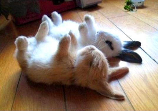 zwei-kaninchen-stellen-sich-tot