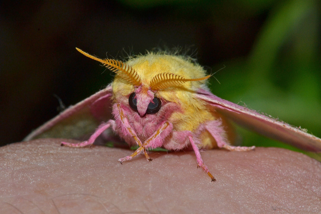 rosy maple moth by wreckingball34-d63k9g