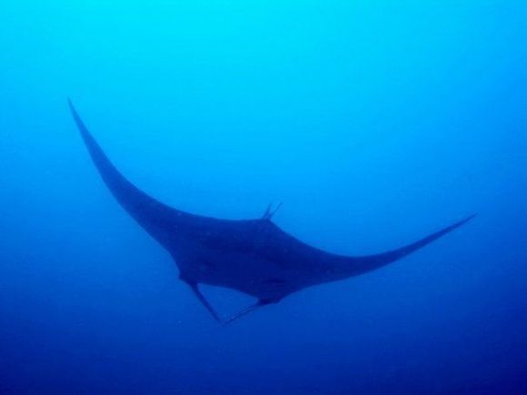 Die schönsten Tiere/Tierbilder der Welt die-dorade-aus-dem-mittelmeer-haie-und-r
