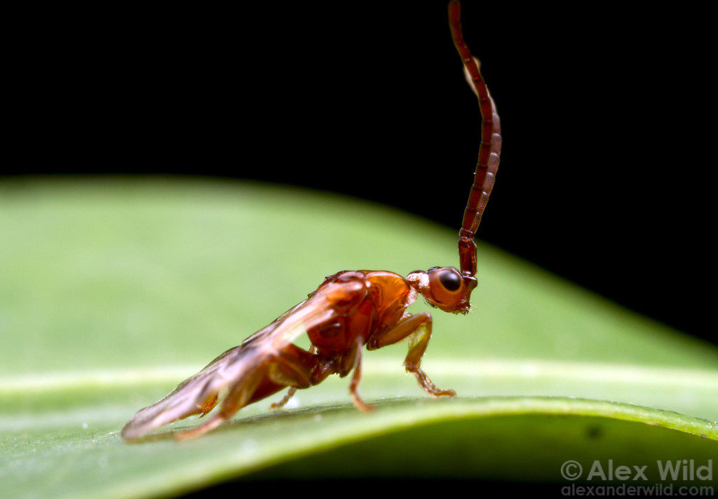 Loboscelidia