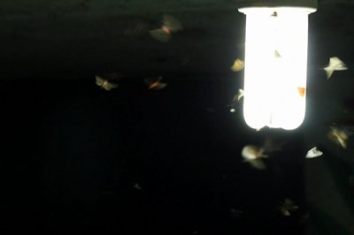 moths-flying-around-a-light-bulb