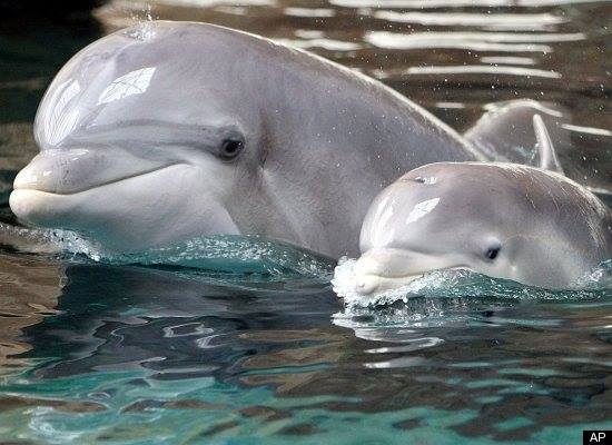 Die schönsten Tiere/Tierbilder der Welt tierfotos2