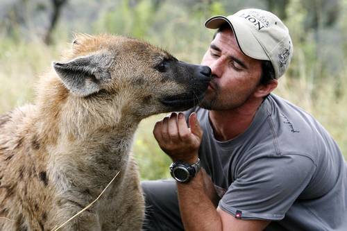 Animales-en-video-kevin-richardson-hiena