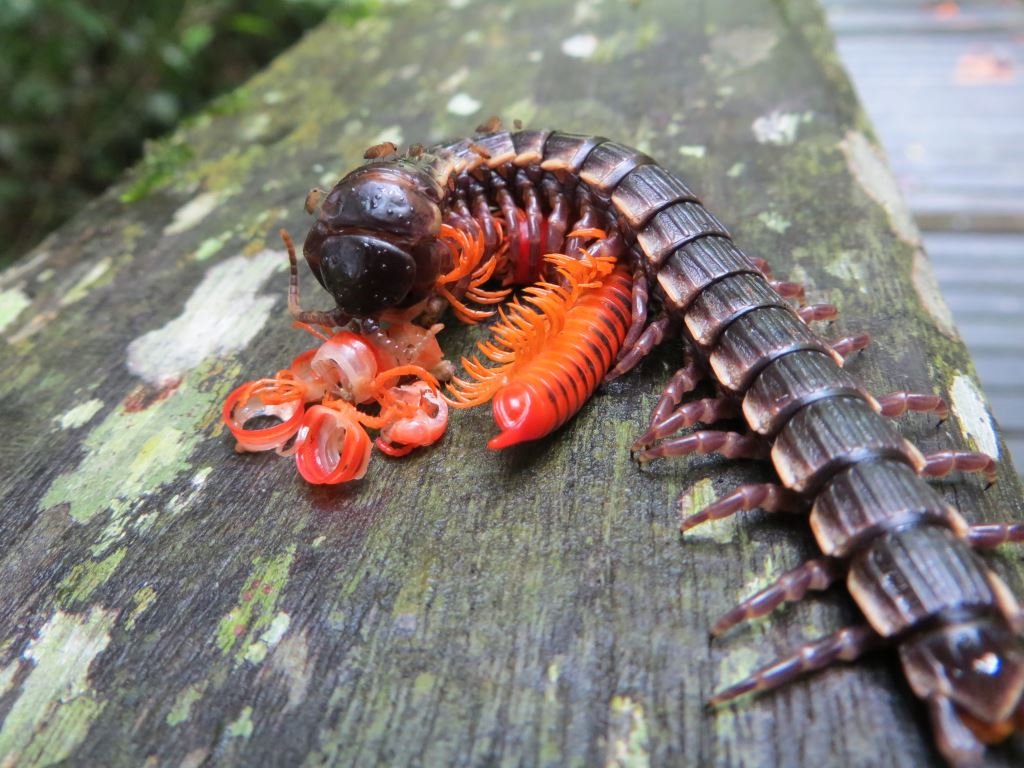 ce centipede eating milipede img 1761