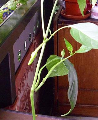 abgebrochene chili