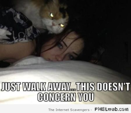 this-doesn-t-concern-you-cat-meme   PMSL