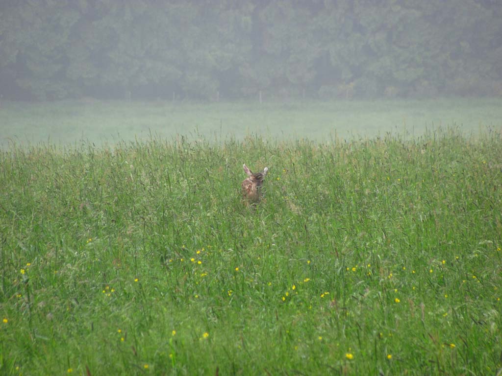 hirschkalb1