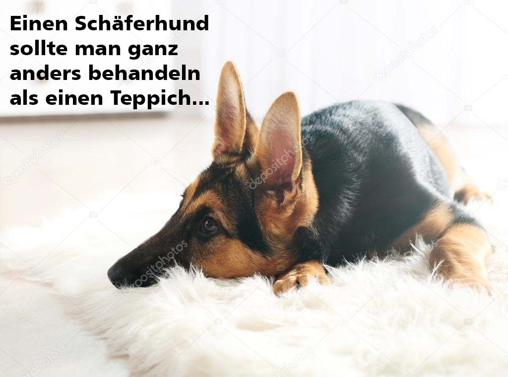 Schaeferhund Teppich