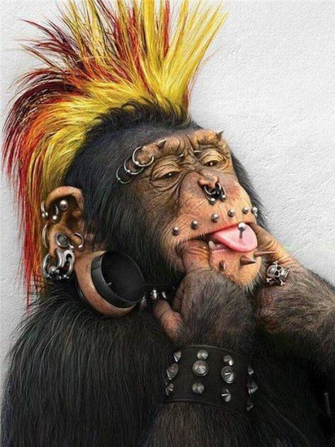punk-chimpanze-funny-apes-monkeys