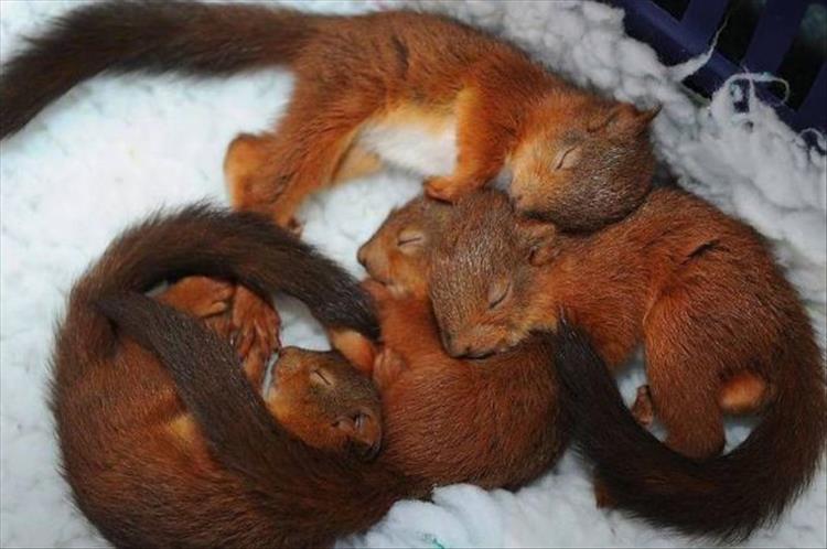 Die schönsten Tiere/Tierbilder der Welt squirrrels