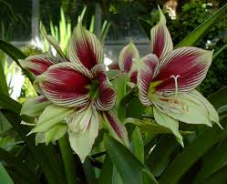 Amaryllis Papillio