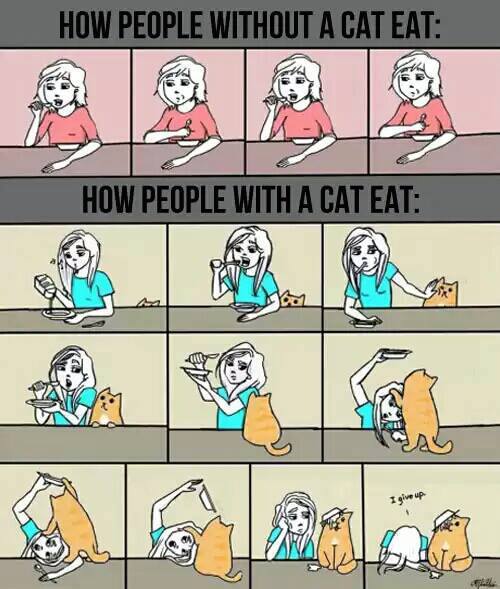 How people eat with a cat
