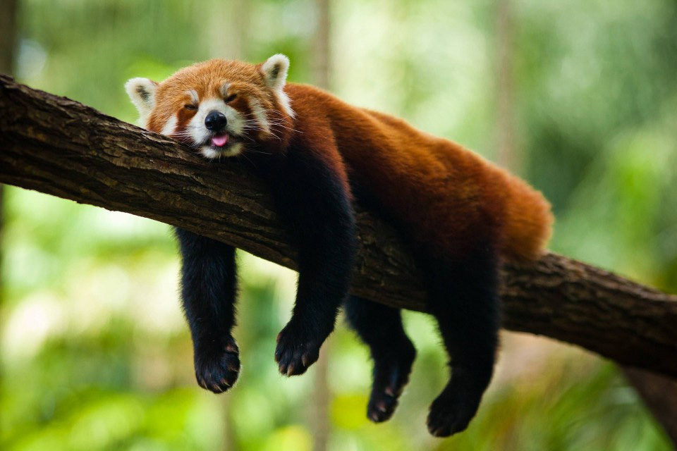 red-panda-sleeping