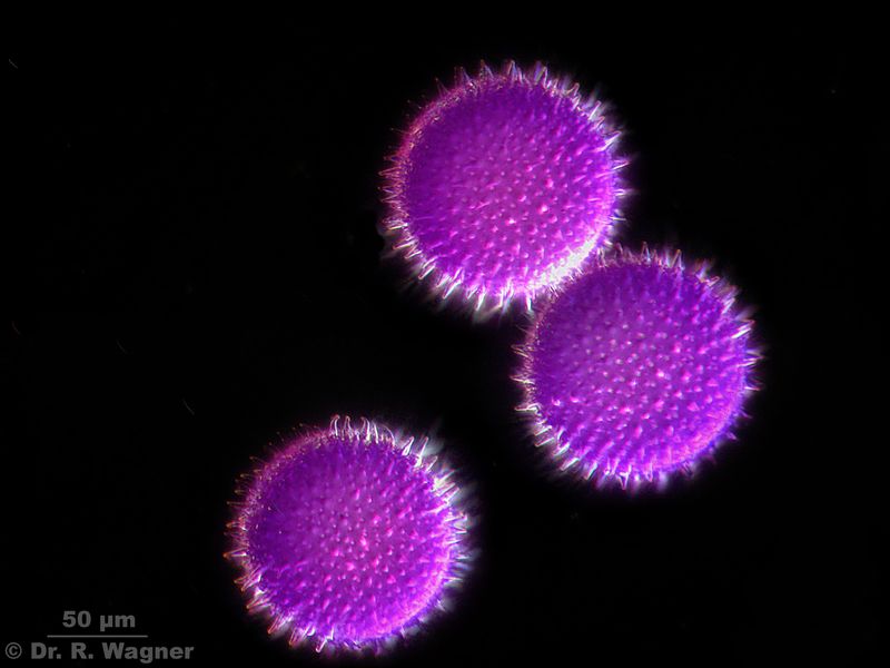 MalvePollen200x