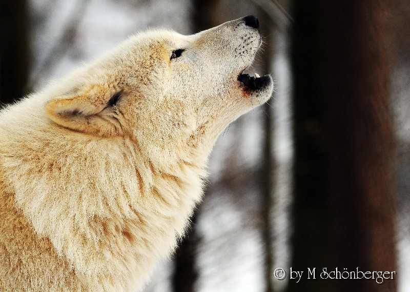 heulender-weier-wolf