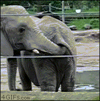 giphy elefant