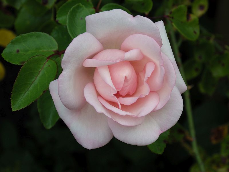  KK 6664Rose