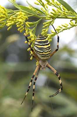 263px-Argiope bruennichi 08Oct10