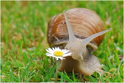 die-weinbergschnecke-helix-pomatia-80610