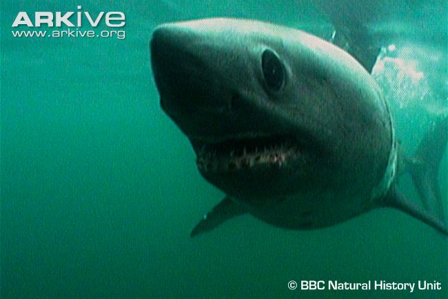 Salmon-Shark