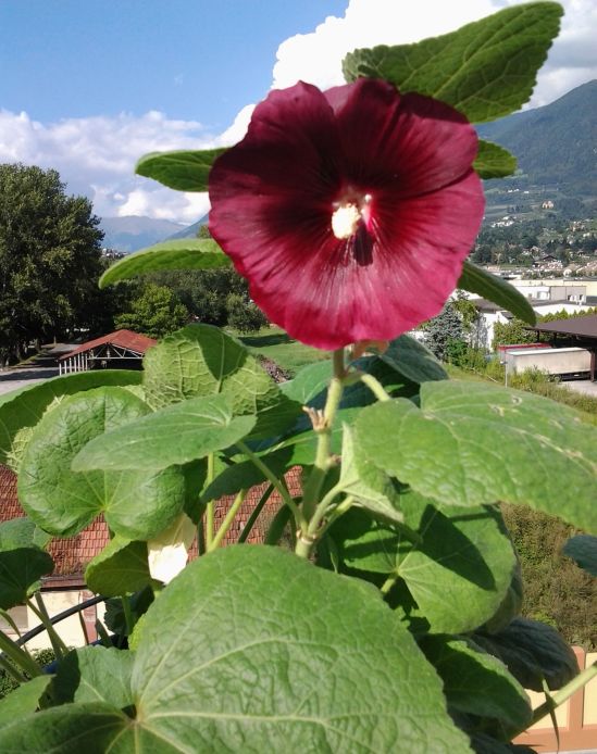 Blume Terrasse