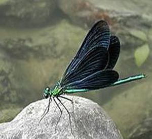 Libelle